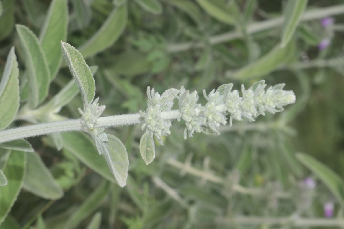 Anisomeles malabarica (L.) R.Br.