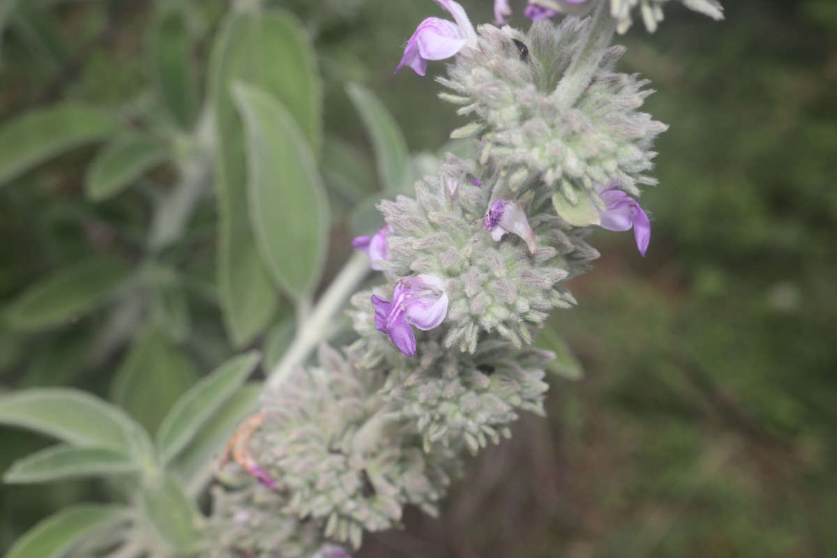 Anisomeles malabarica (L.) R.Br.