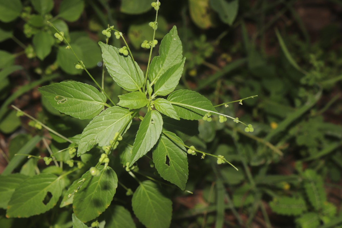 Micrococca mercurialis (L.) Benth.