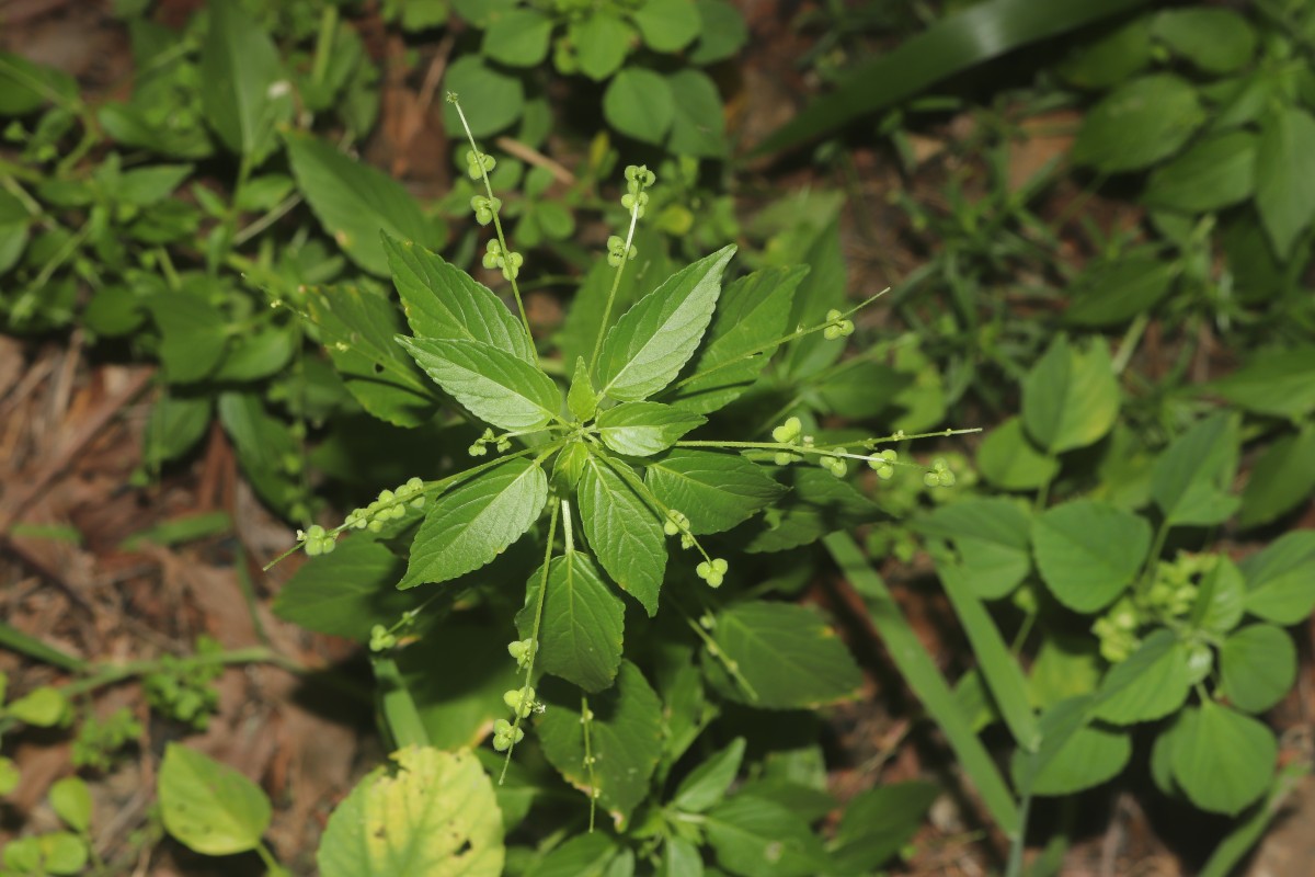 Micrococca mercurialis (L.) Benth.