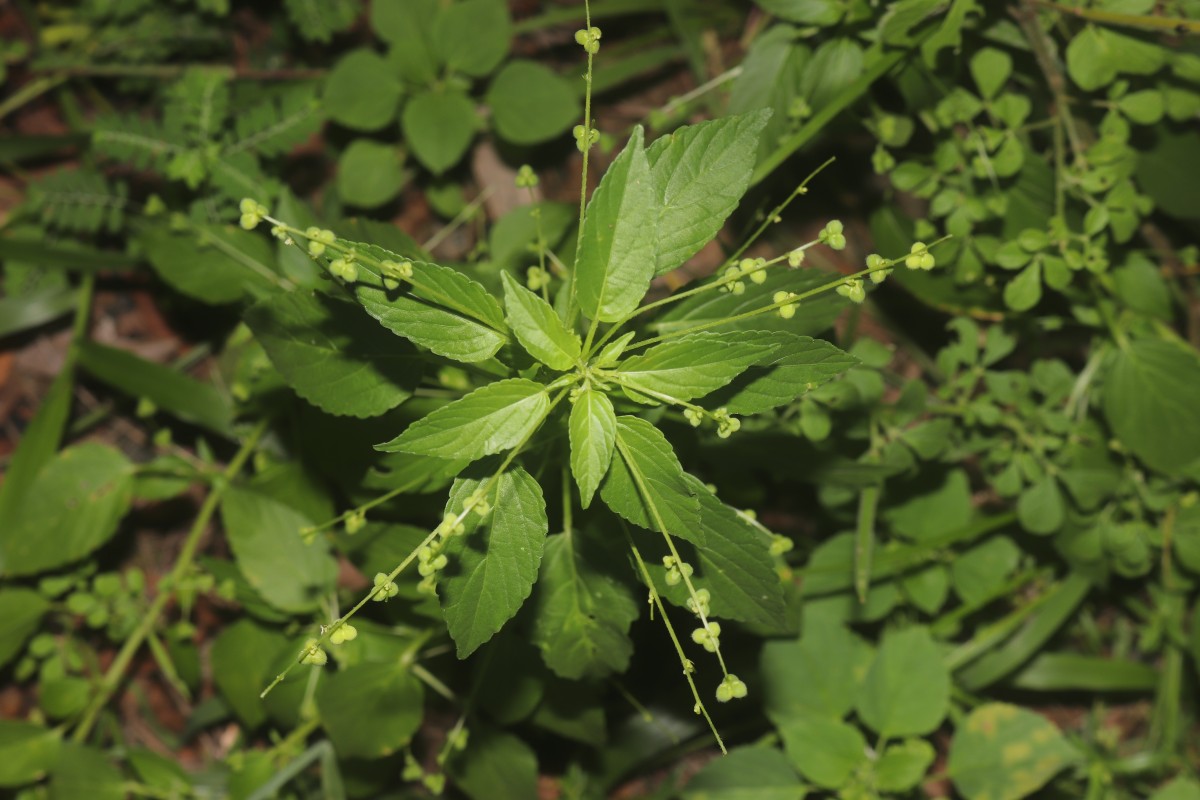 Micrococca mercurialis (L.) Benth.