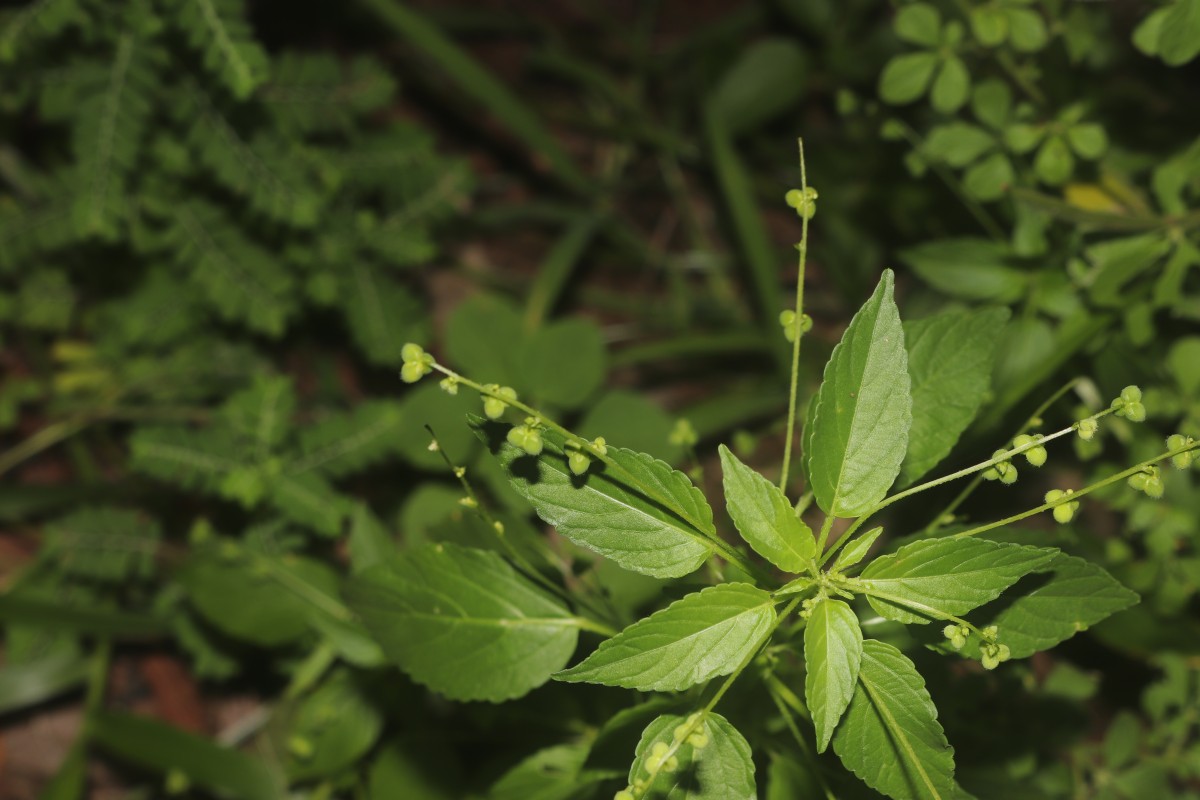 Micrococca mercurialis (L.) Benth.