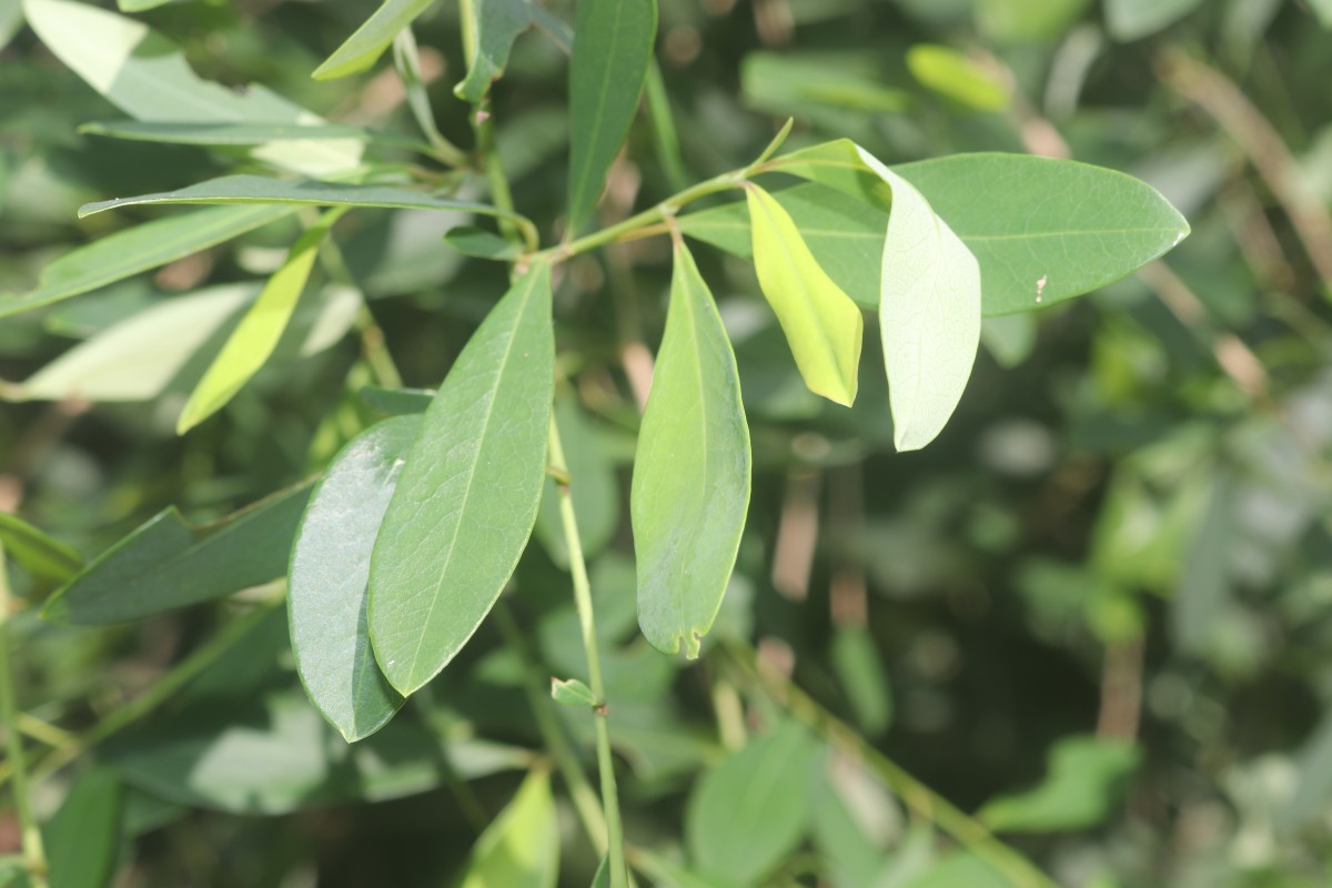 Erythroxylum monogynum Roxb.