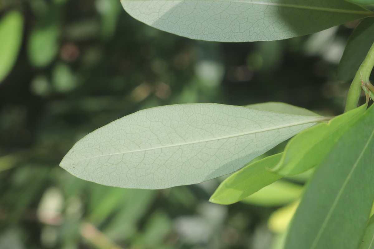Erythroxylum monogynum Roxb.