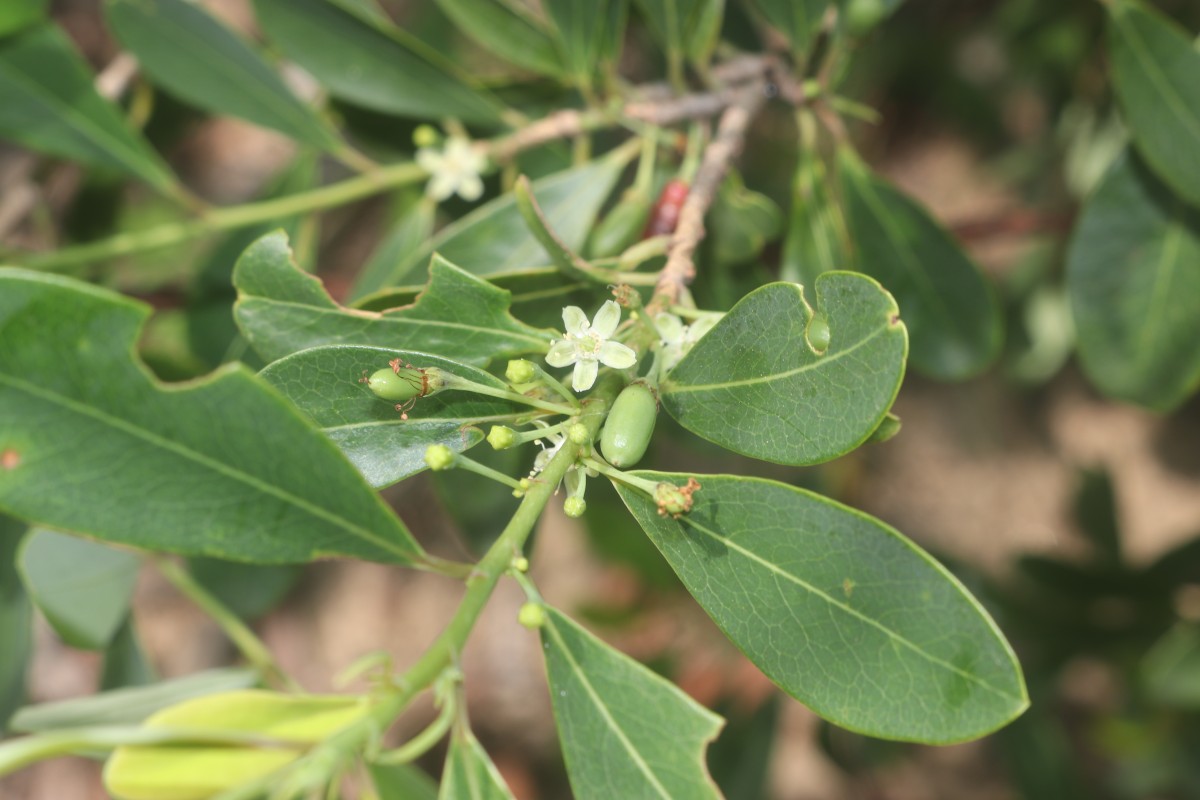 Erythroxylum monogynum Roxb.