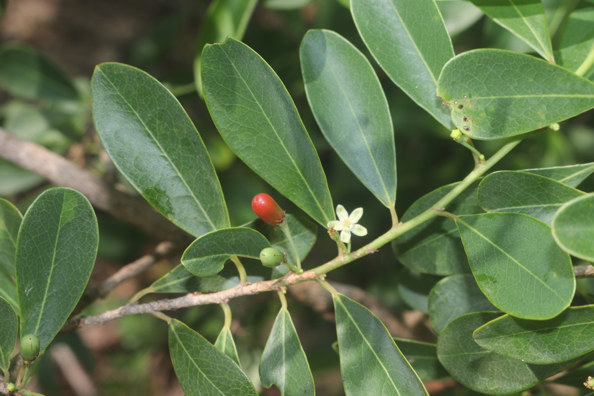 Erythroxylum monogynum Roxb.