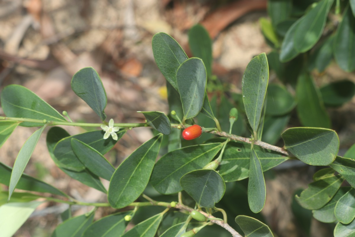 Erythroxylum monogynum Roxb.