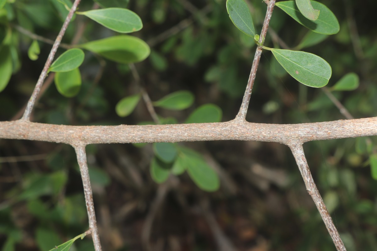 Erythroxylum monogynum Roxb.