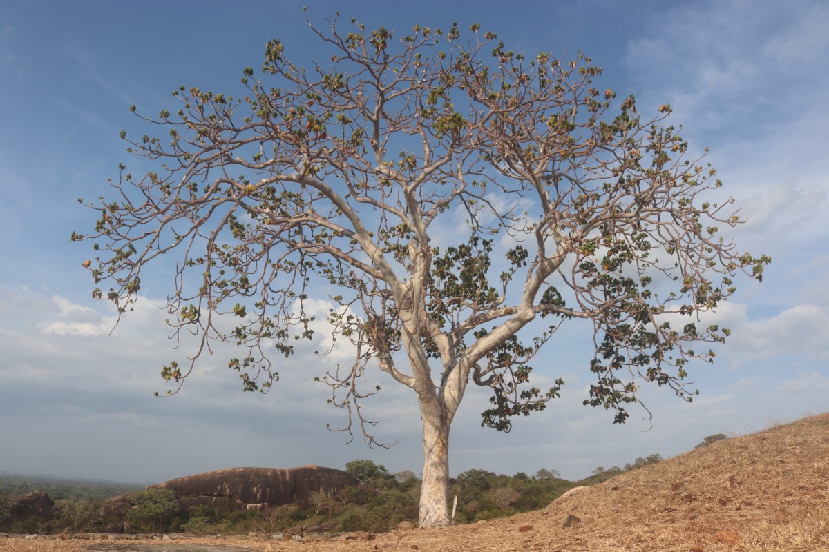 Sterculia urens Roxb.