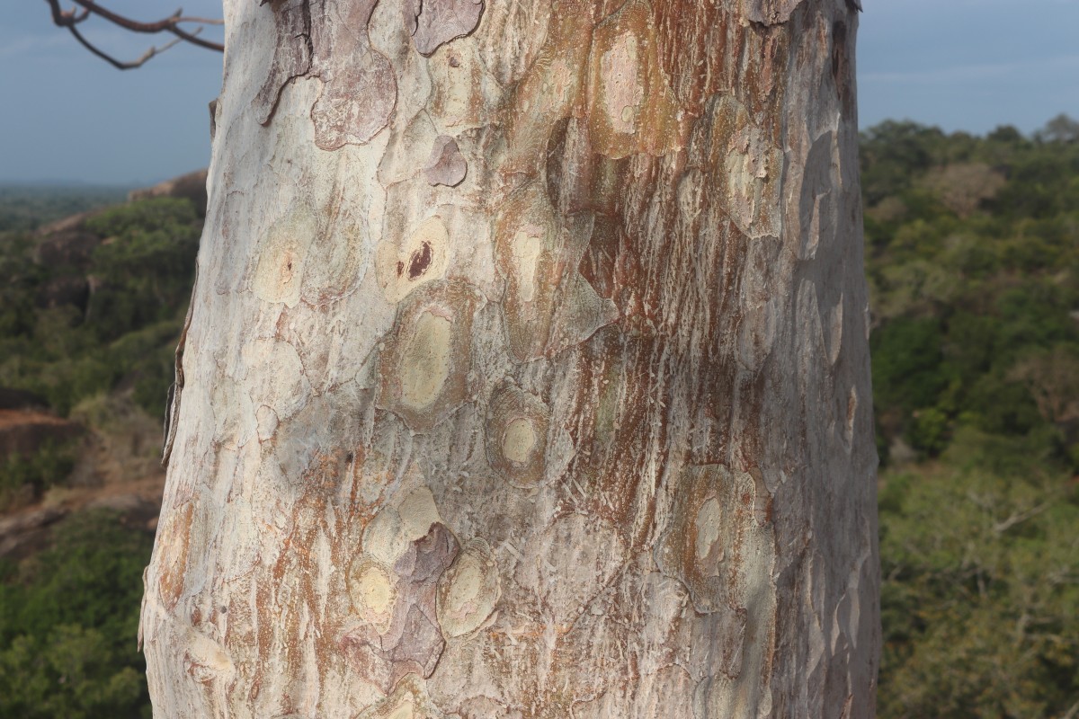 Sterculia urens Roxb.