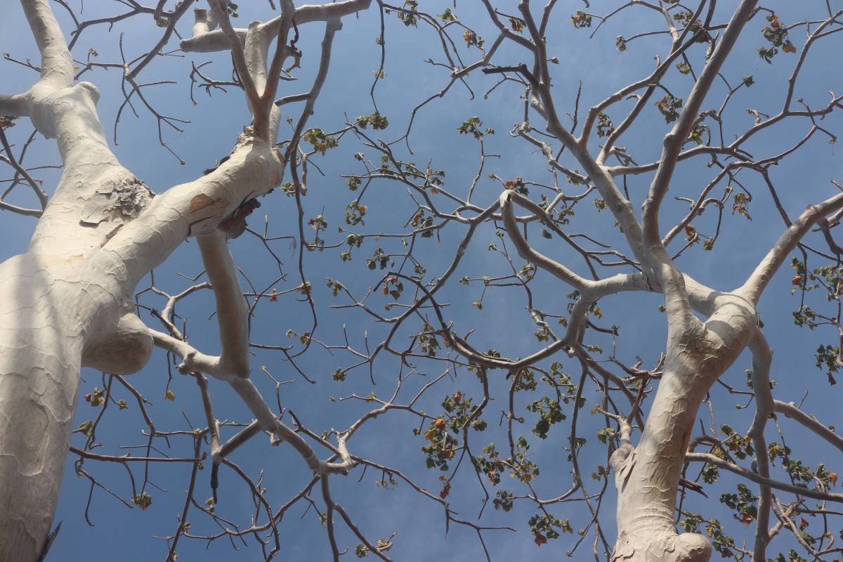 Sterculia urens Roxb.