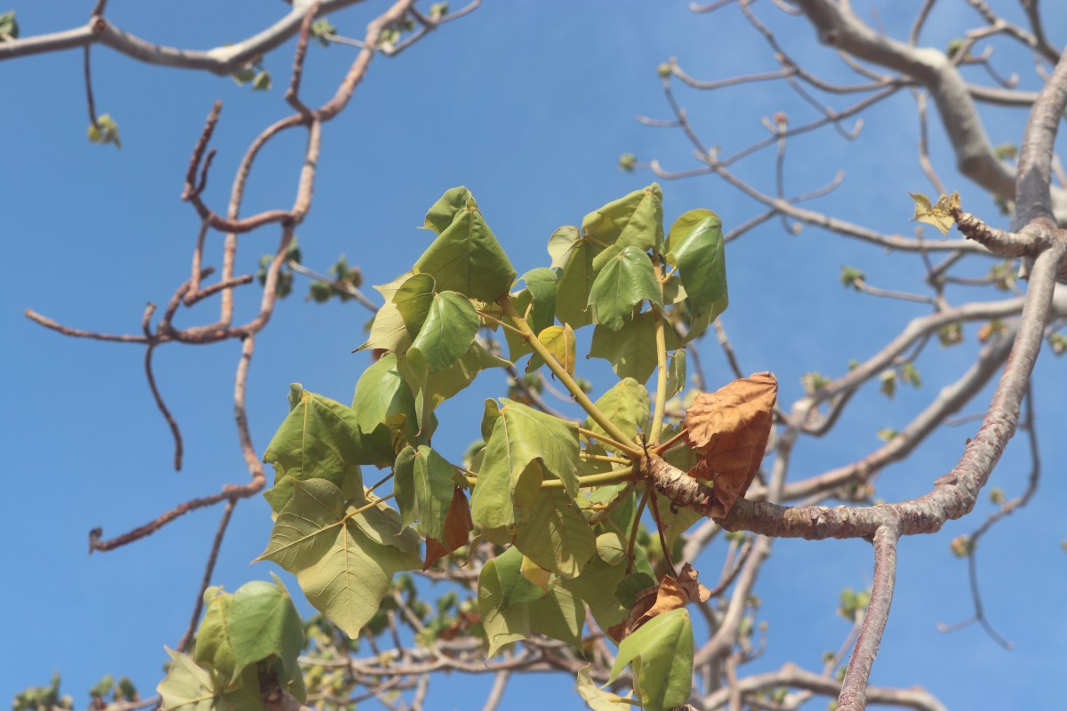 Sterculia urens Roxb.