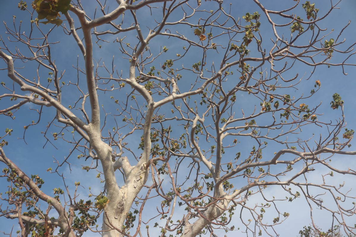 Sterculia urens Roxb.