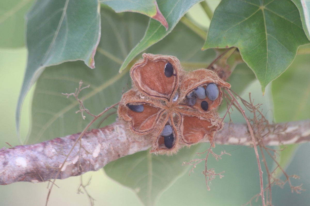 Sterculia urens Roxb.