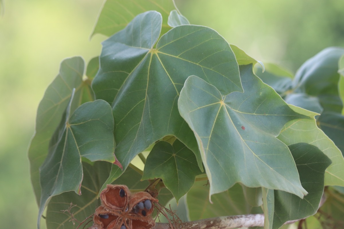 Sterculia urens Roxb.