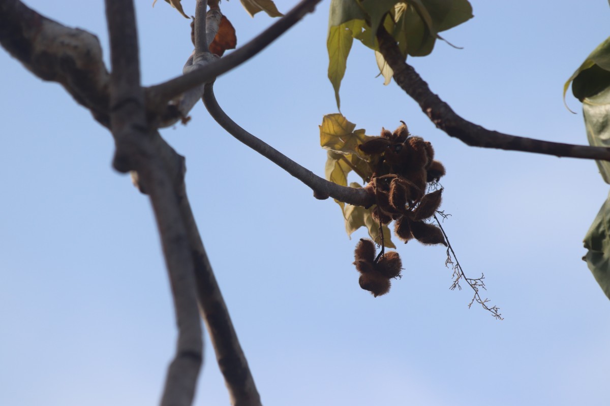 Sterculia urens Roxb.