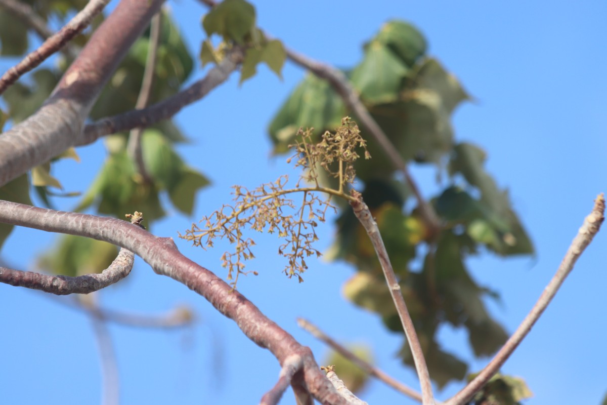Sterculia urens Roxb.