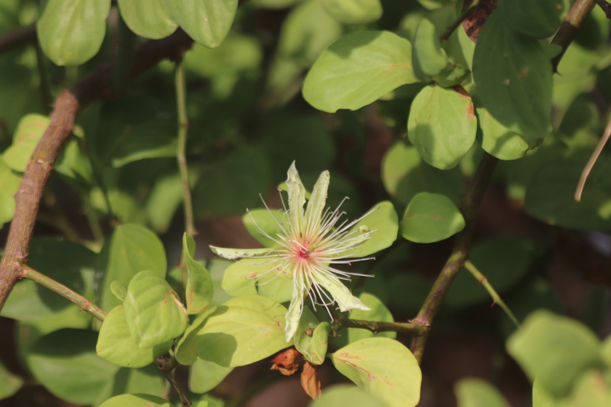Capparis divaricata Lam.
