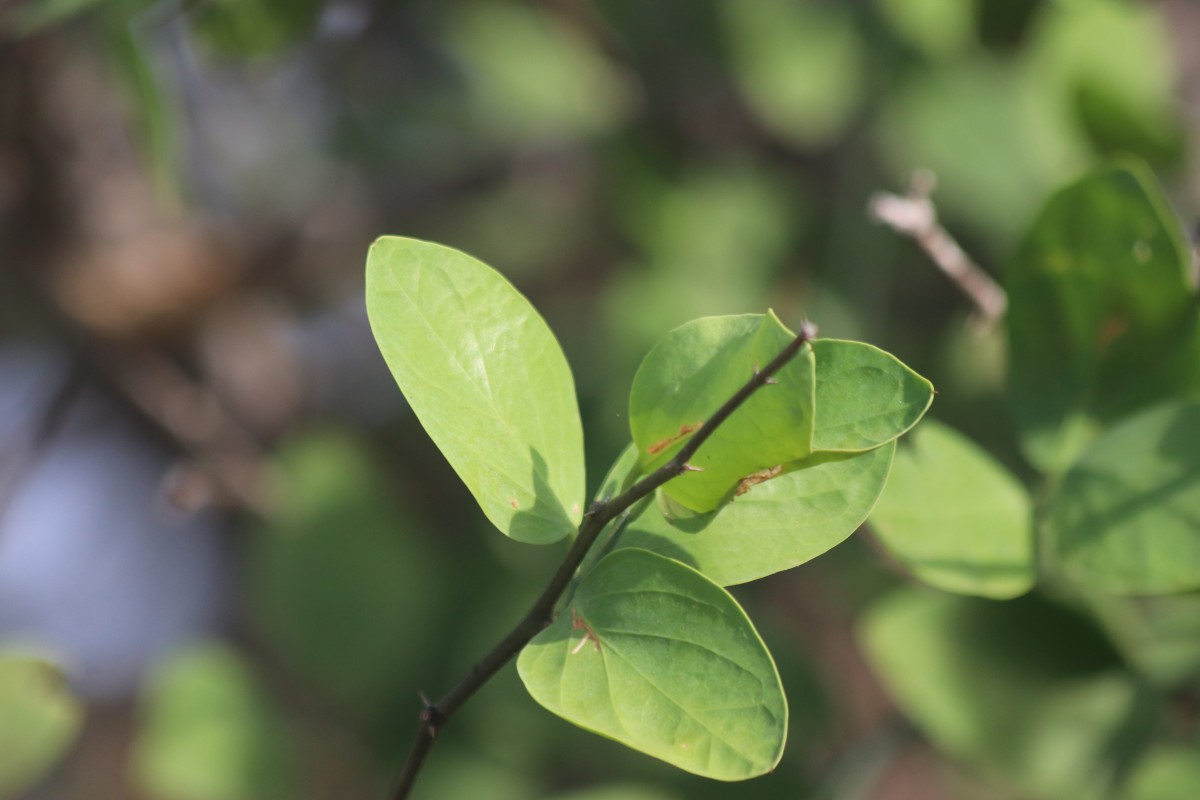 Capparis divaricata Lam.