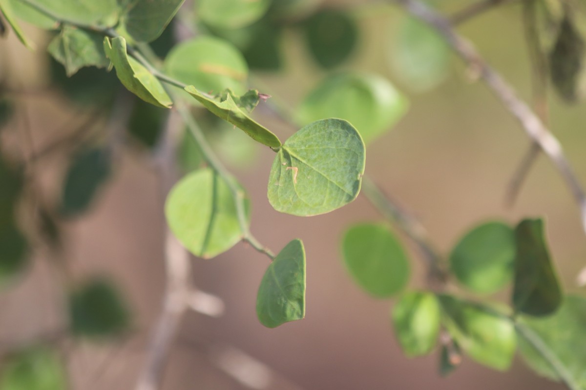 Capparis divaricata Lam.