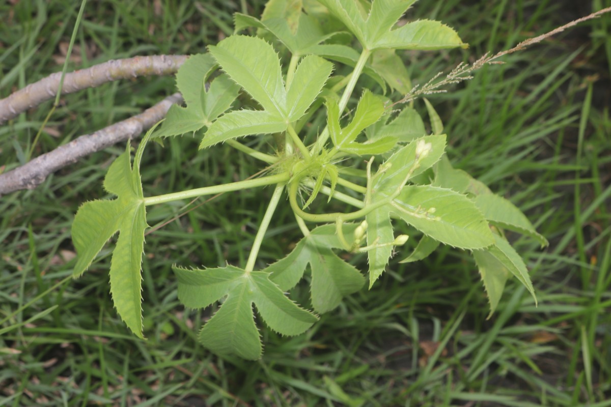 Jatropha glandulifera Roxb.