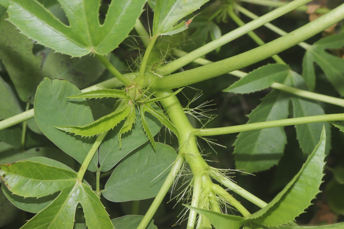 Jatropha glandulifera Roxb.
