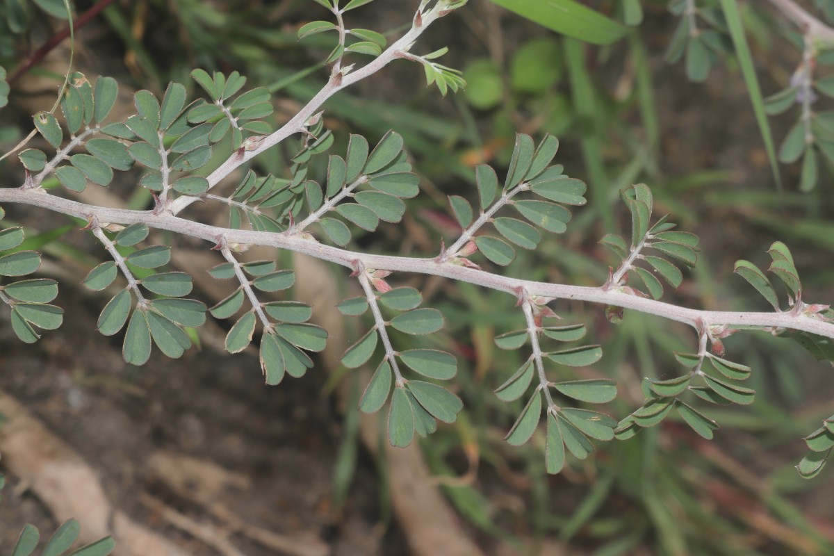 Tephrosia spinosa (L.f.) Pers.