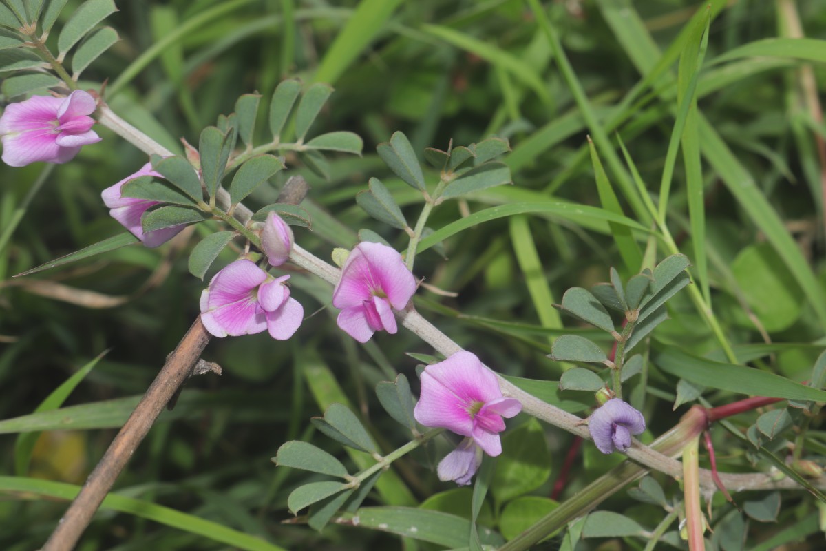 Tephrosia spinosa (L.f.) Pers.