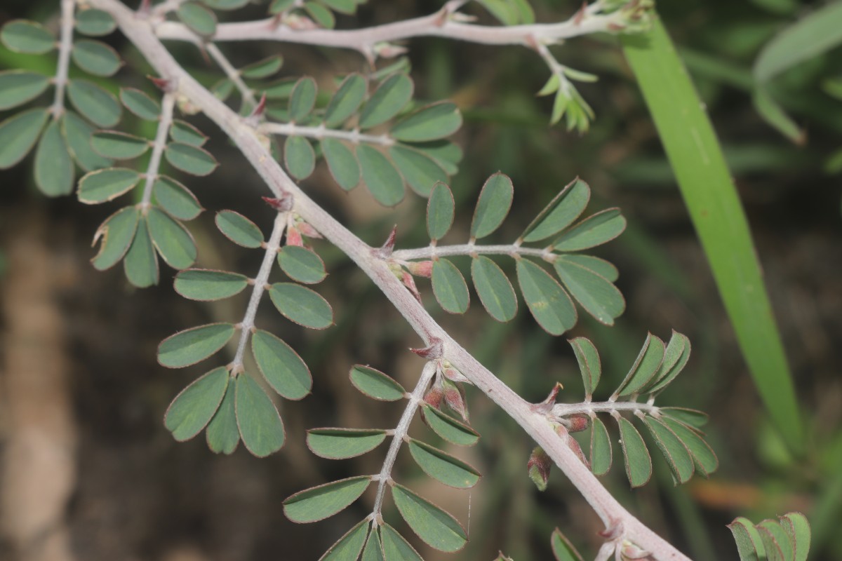 Tephrosia spinosa (L.f.) Pers.