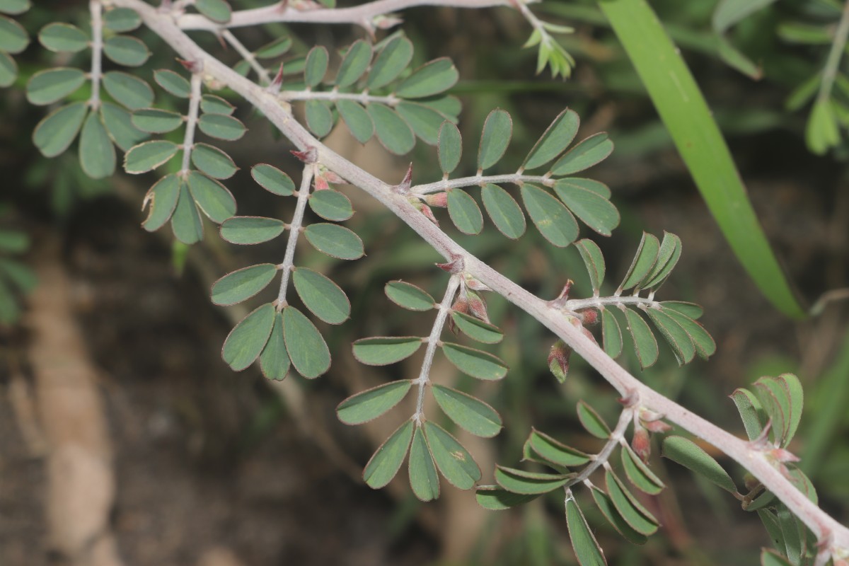 Tephrosia spinosa (L.f.) Pers.