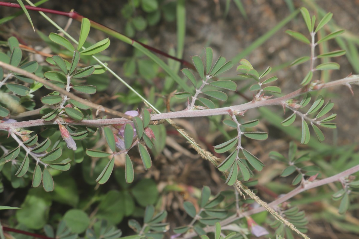 Tephrosia spinosa (L.f.) Pers.