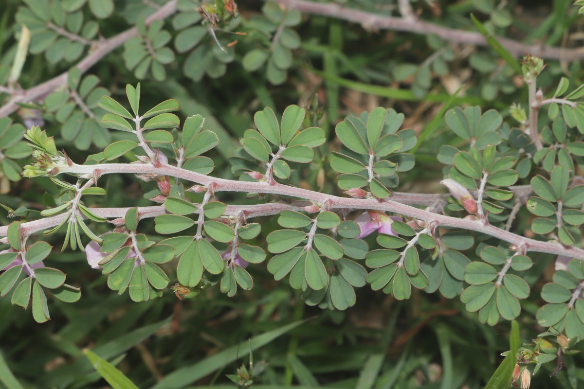 Tephrosia spinosa (L.f.) Pers.