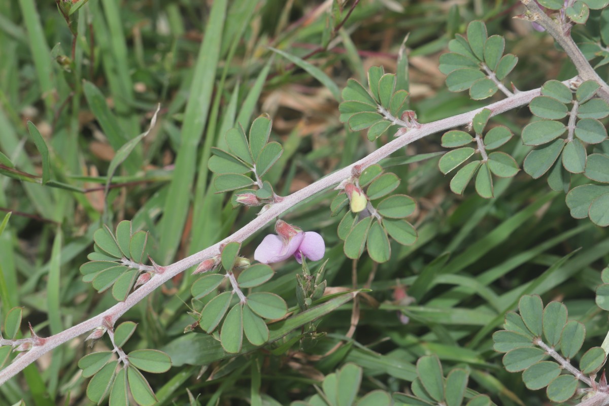 Tephrosia spinosa (L.f.) Pers.