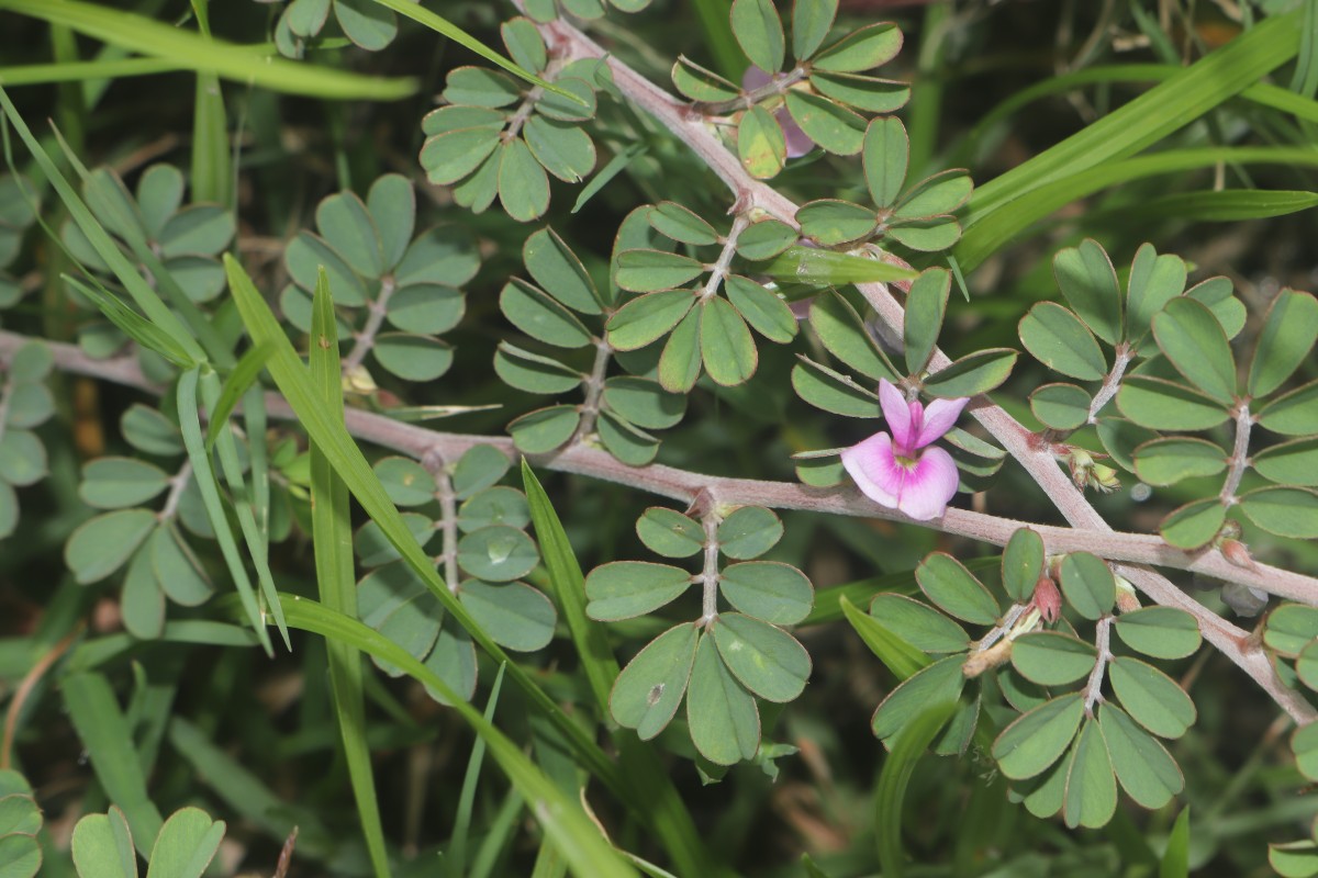 Tephrosia spinosa (L.f.) Pers.