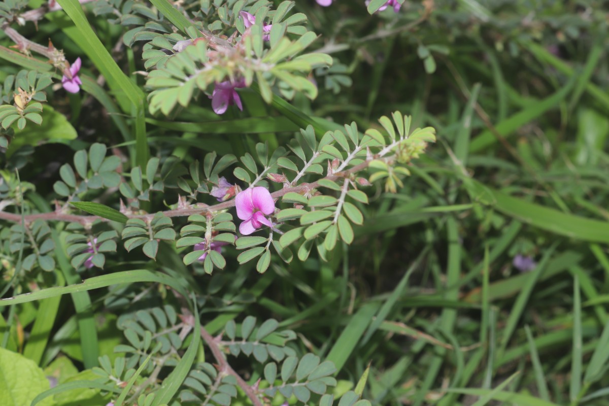Tephrosia spinosa (L.f.) Pers.