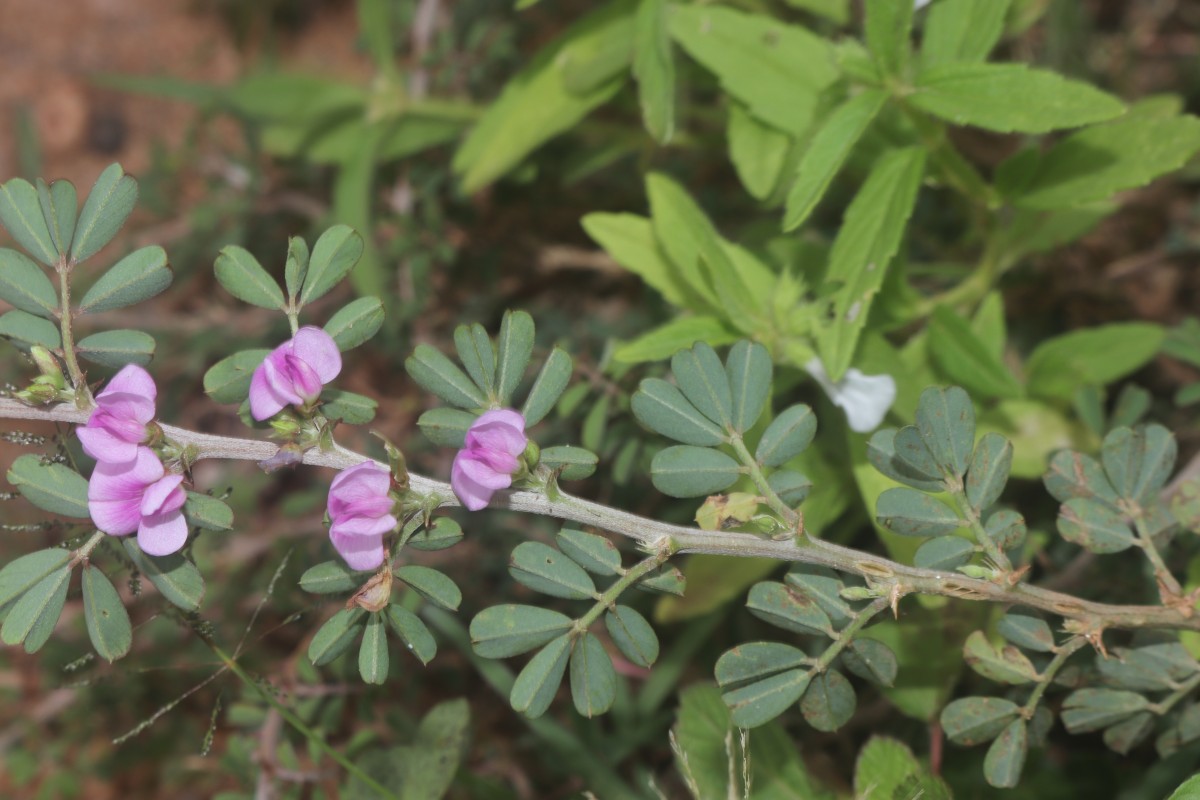 Tephrosia spinosa (L.f.) Pers.