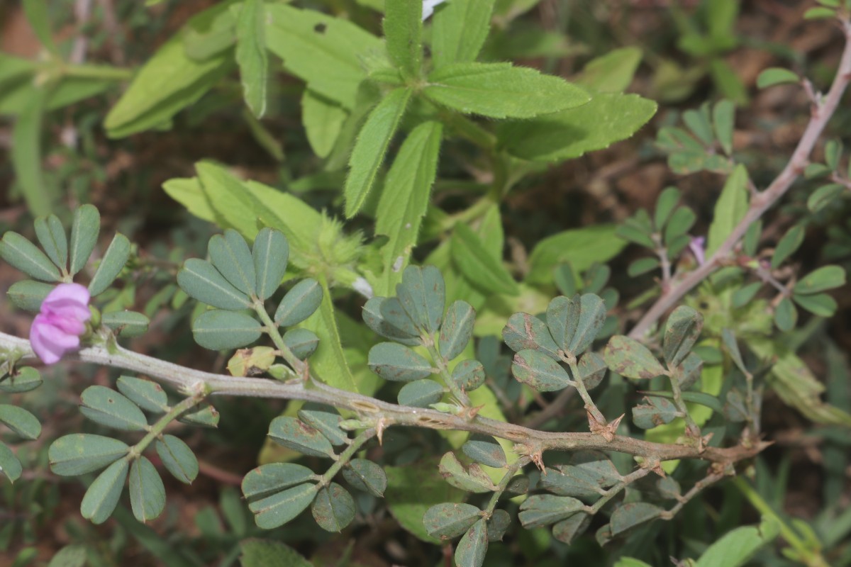 Tephrosia spinosa (L.f.) Pers.