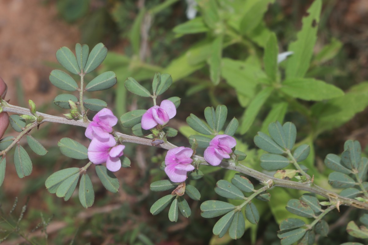 Tephrosia spinosa (L.f.) Pers.