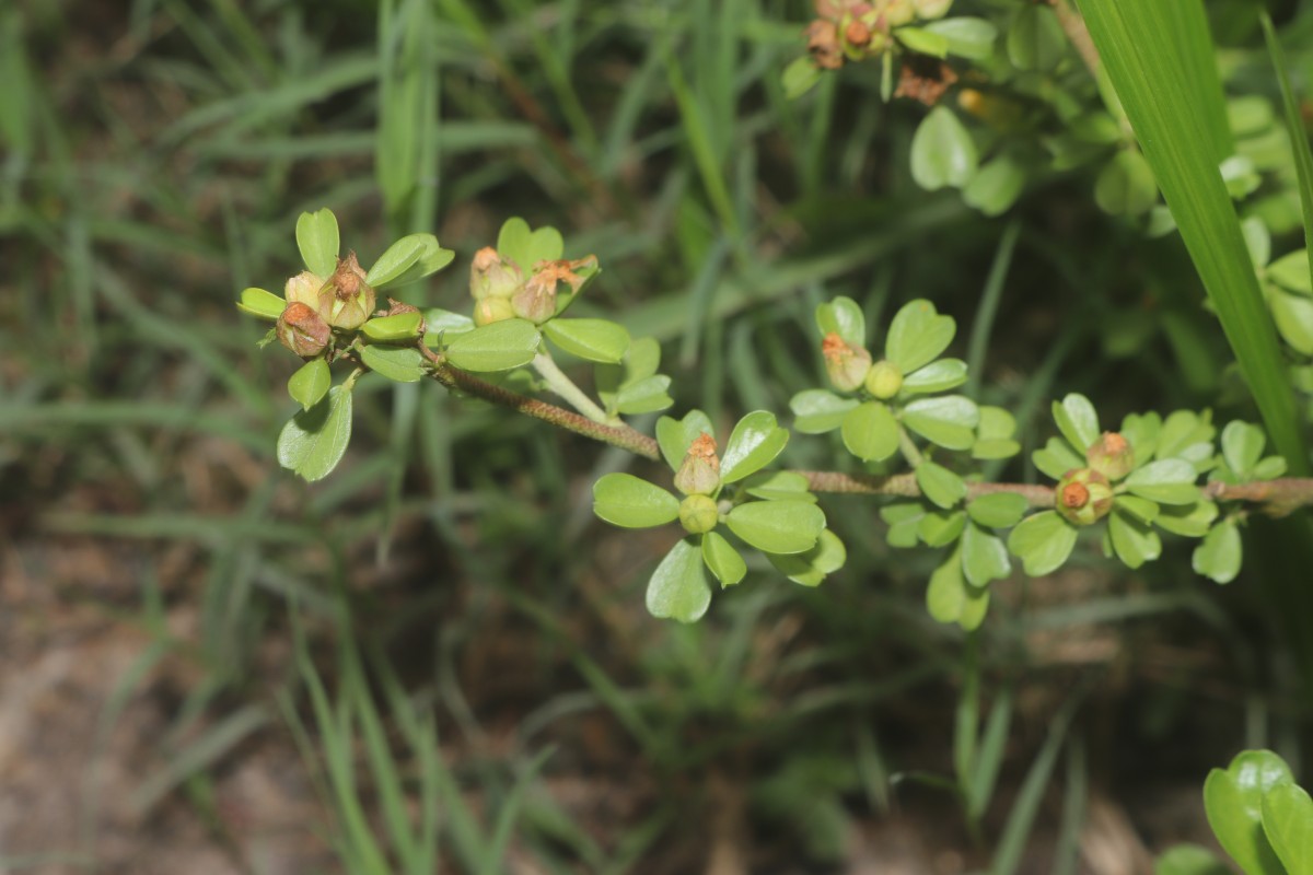 Sida cuneifolia Roxb.