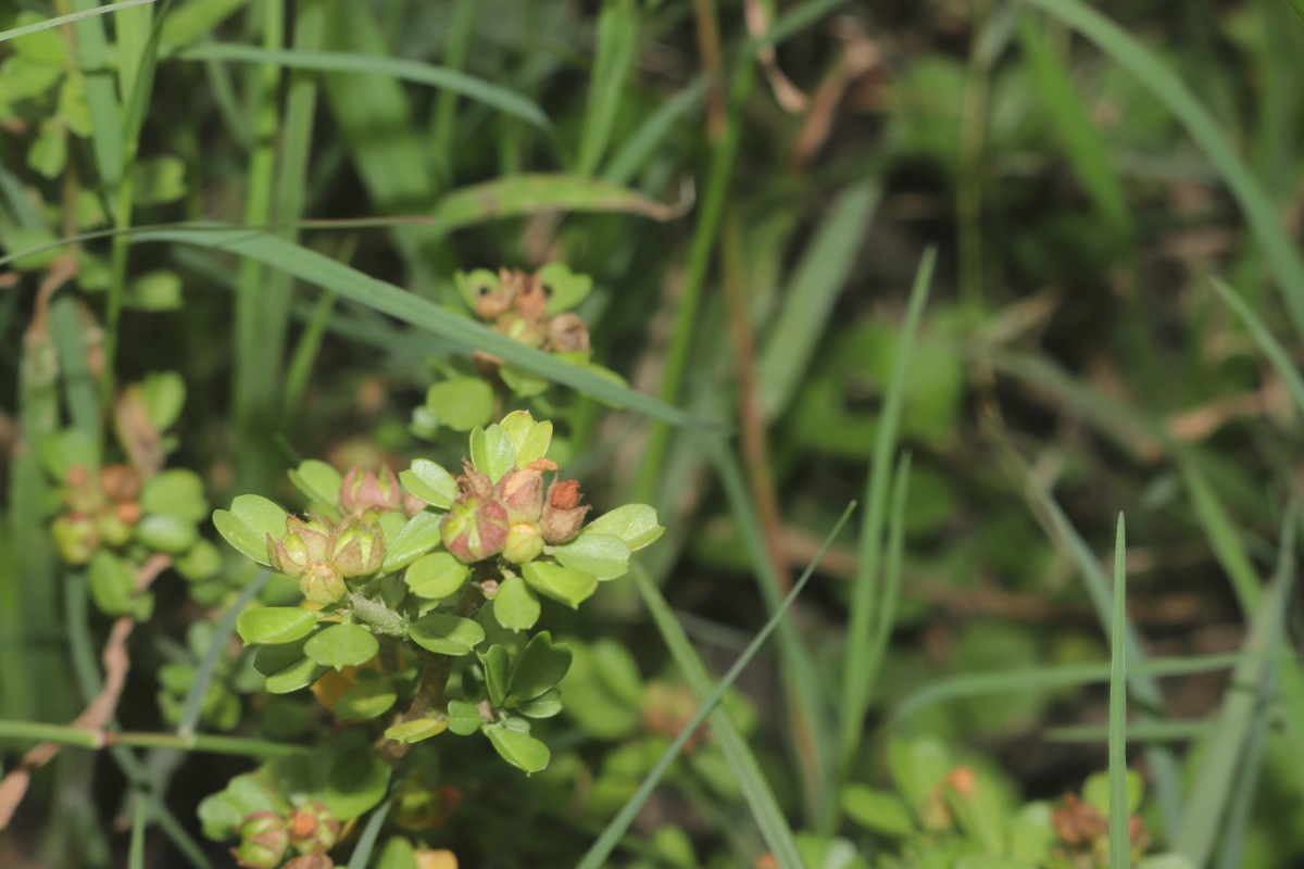 Sida cuneifolia Roxb.