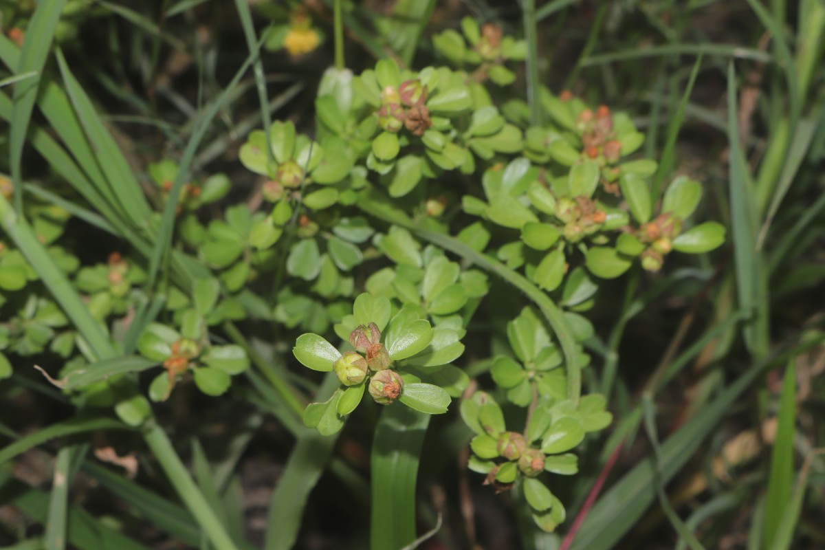 Sida cuneifolia Roxb.