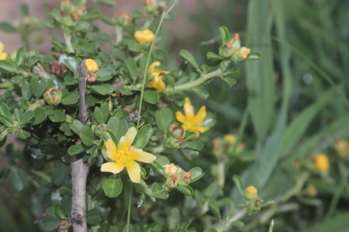 Sida cuneifolia Roxb.