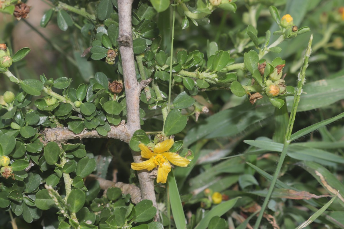 Sida cuneifolia Roxb.