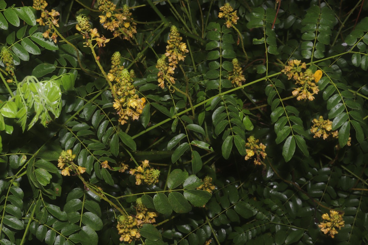 Guilandina bonduc L.
