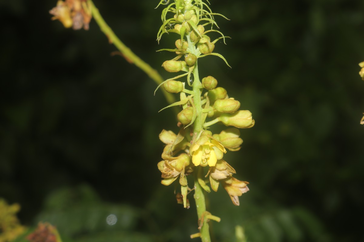 Guilandina bonduc L.