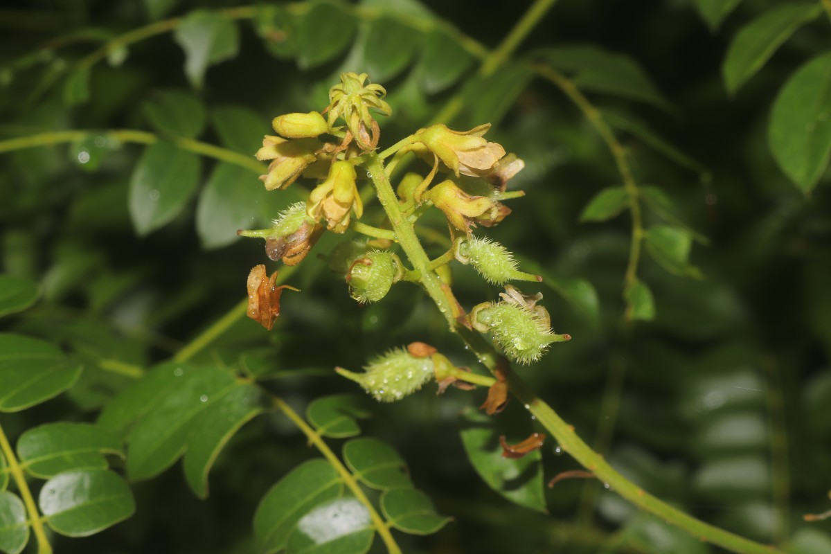Guilandina bonduc L.