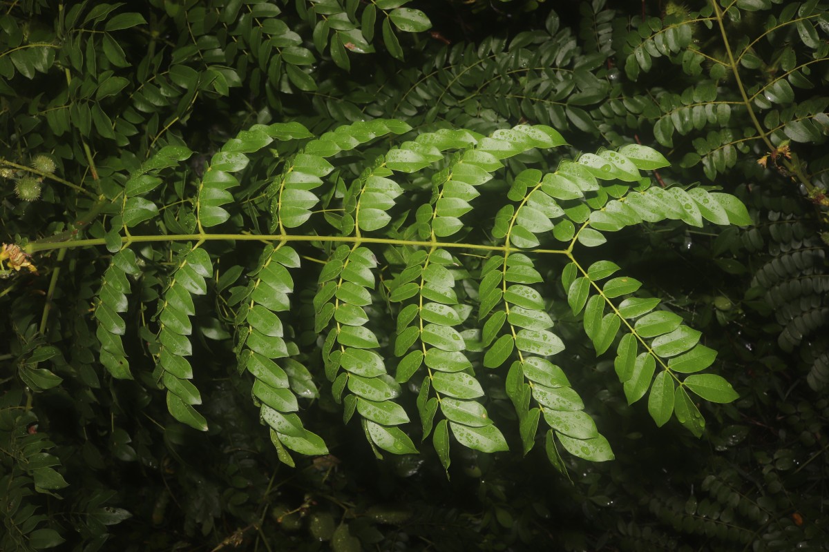 Guilandina bonduc L.