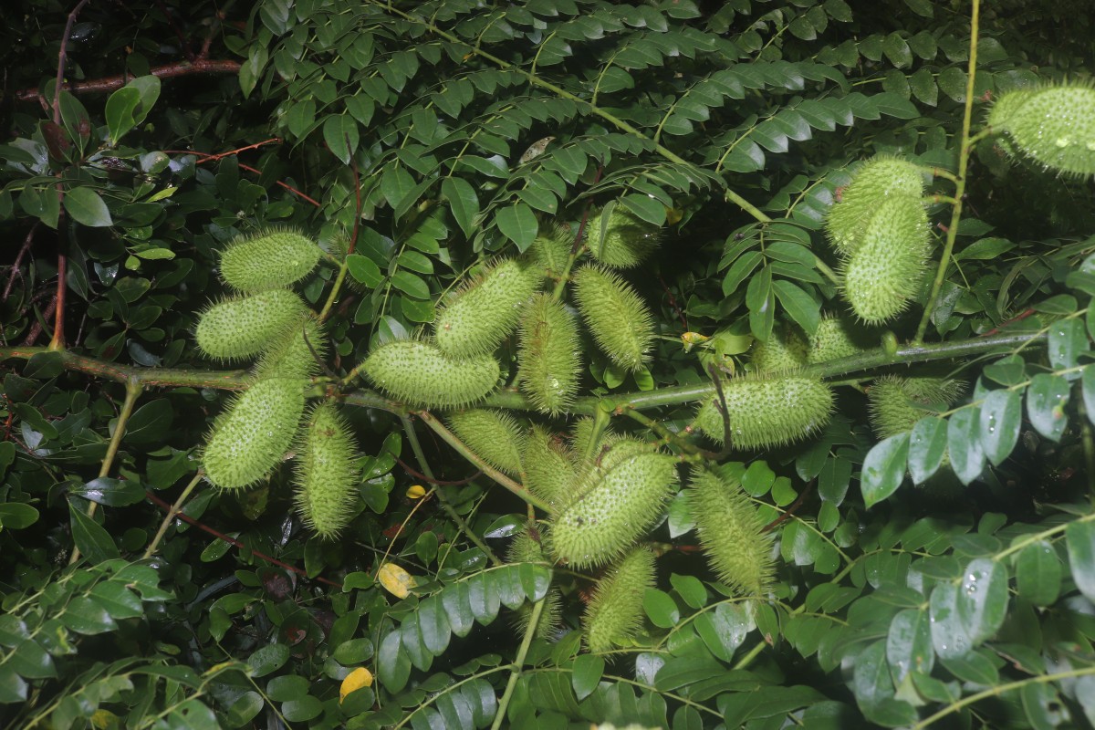 Guilandina bonduc L.