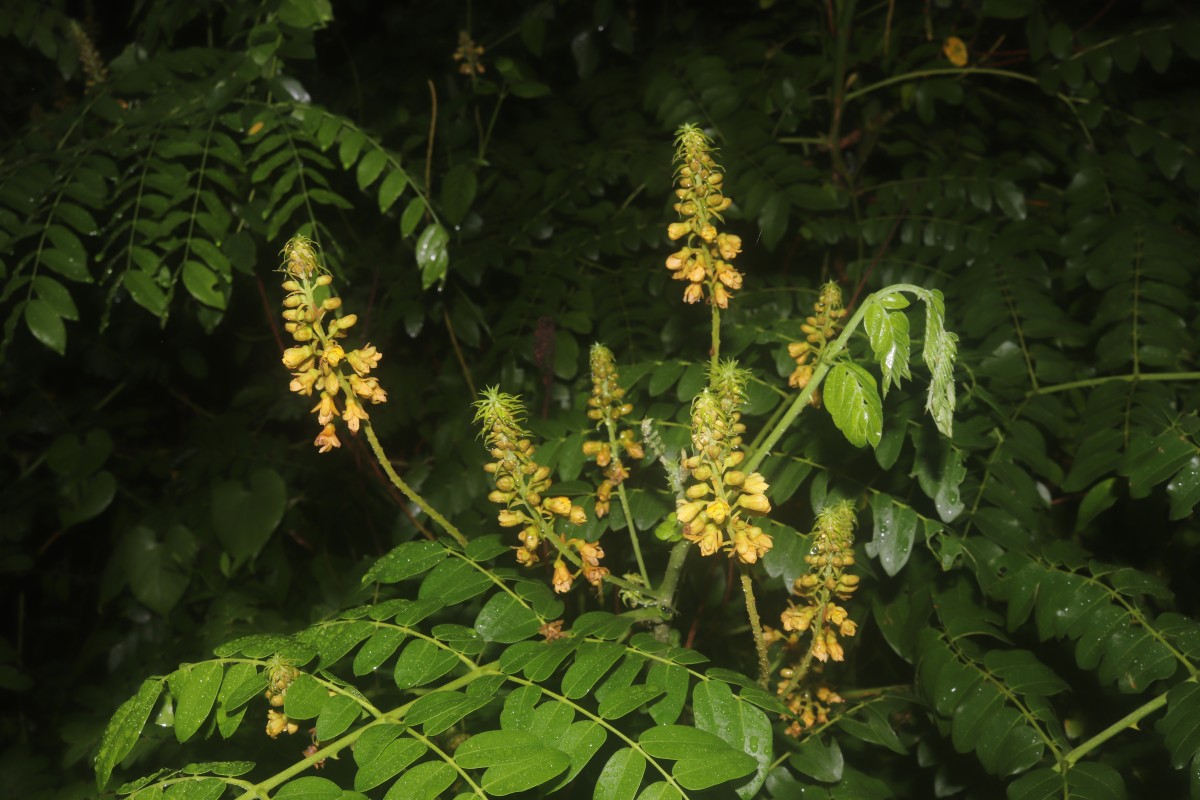 Guilandina bonduc L.