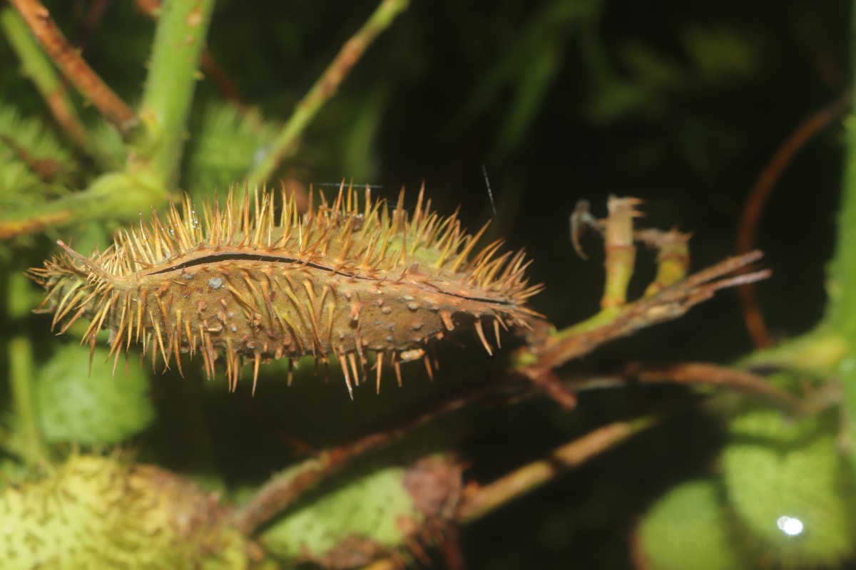 Guilandina bonduc L.